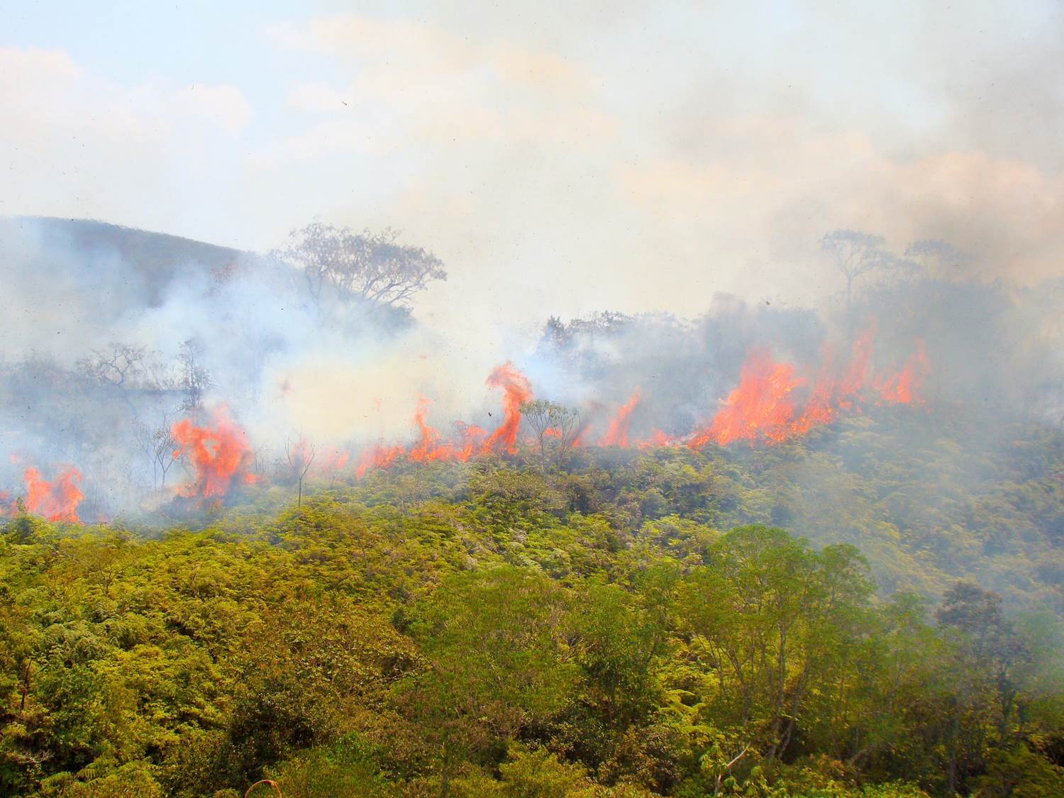 Donate Now Amazon Conservation